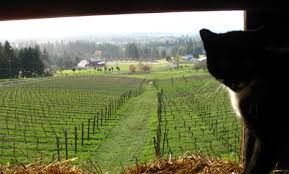 vineyards in Oregon City