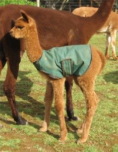 Alpaca baby, sherwood