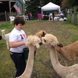 alpacas in sherwood