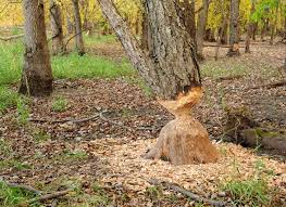 beavers gnawing trees in sherwood oregon