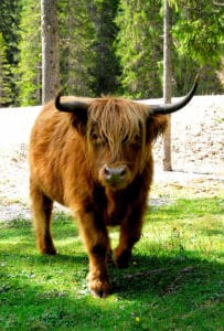Scottish Highland beef, heart to heart farm