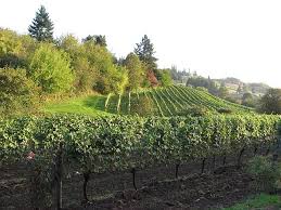 chehalem winery