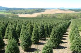 christmas tree farms