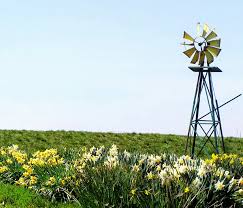 daffodil festival amity