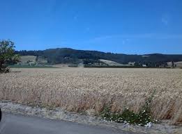 Sheridan wheat crop
