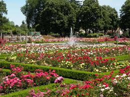 rose garden, portland