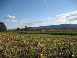 sauvie island farms