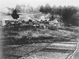 vegetable gardens created by the Chinese