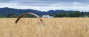 wheat grew in Amity in the 1800s