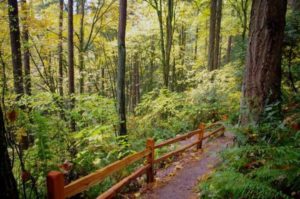 Marquam Trail