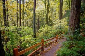 Marquam Trail