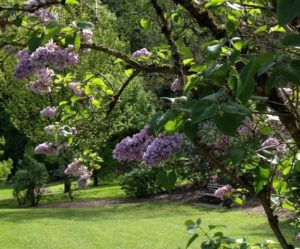 duniway lilac garden
