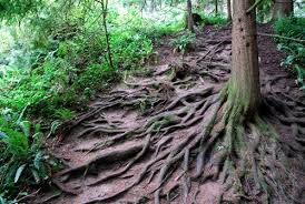 hoyt arboretum