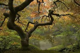 PORTLAND japenese garden