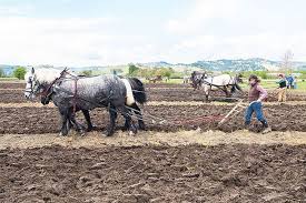 plowing festival Mcminnville