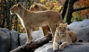 portland zoo, lions